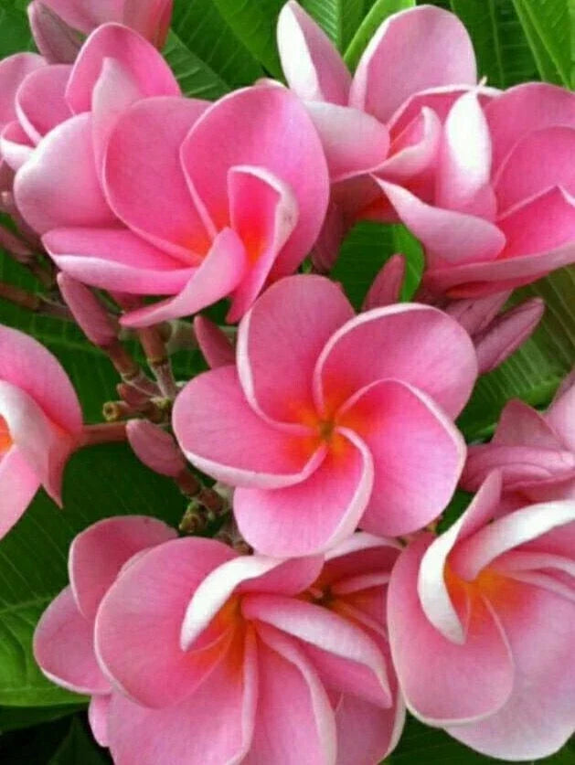 Pink Plumeria Seeds - 5 Pack for Hawaiian Flower Lei - Perennial Frangipani (Plumeria rubra) for Garden or Pot