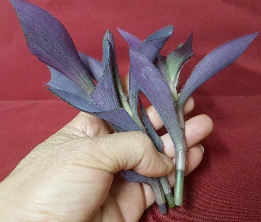 Live Purple Heart Plant Cuttings - 8 Pieces, Tradescantia pallida, 4-5 Inch Long, Indoor & Outdoor Gardening, Easy Care, Vibrant Purple Foliage