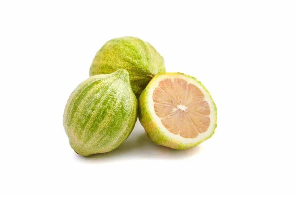Variegated Pink Lemon Seeds - 5 Citrus limon Seeds for Garden Planting - USA Fast Shipping