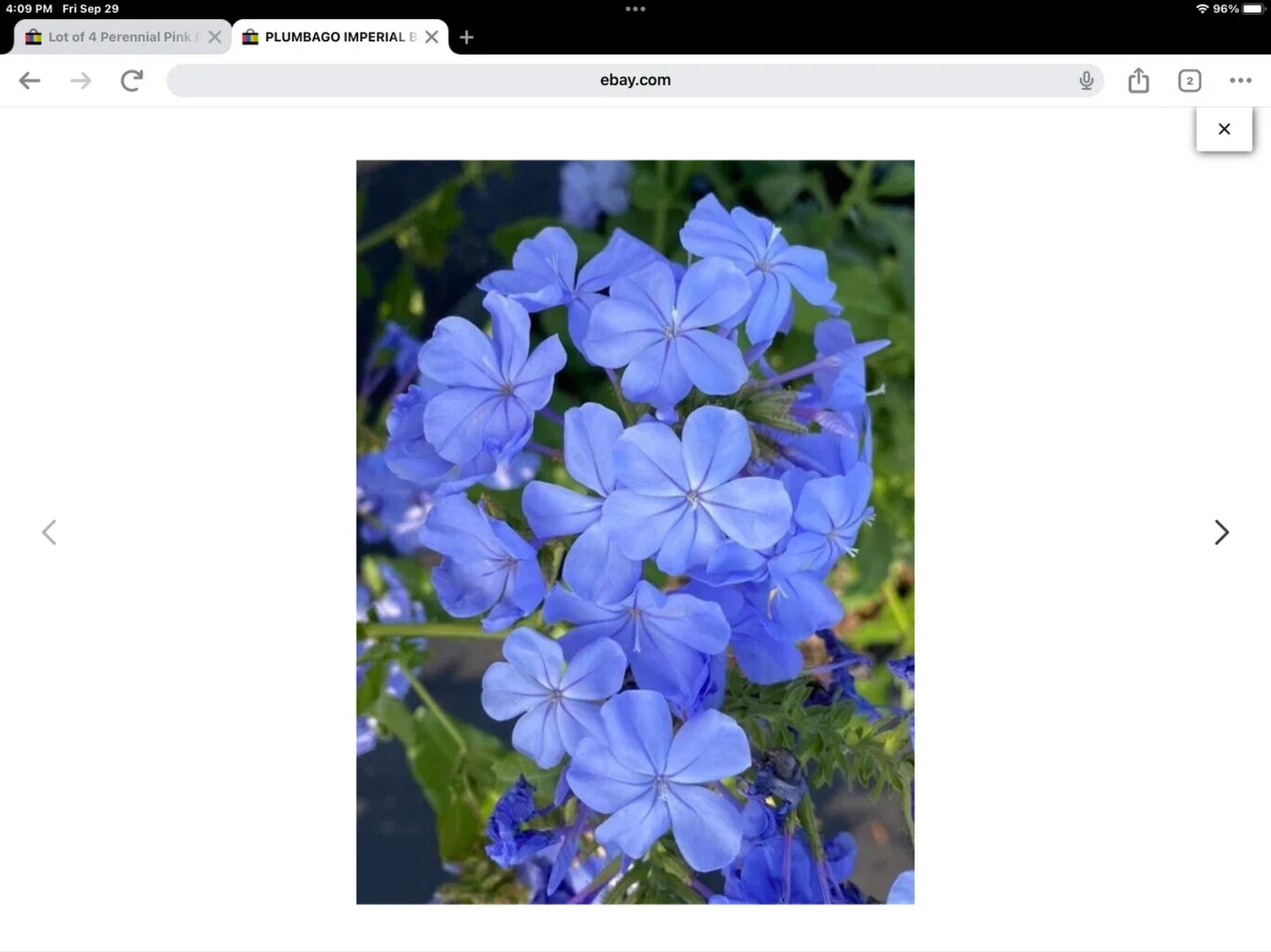 Plumbago Seeds Pack of 50 | Imperial Blue Plumbago auriculata | Climbing Flowering Plant for Garden & Landscape