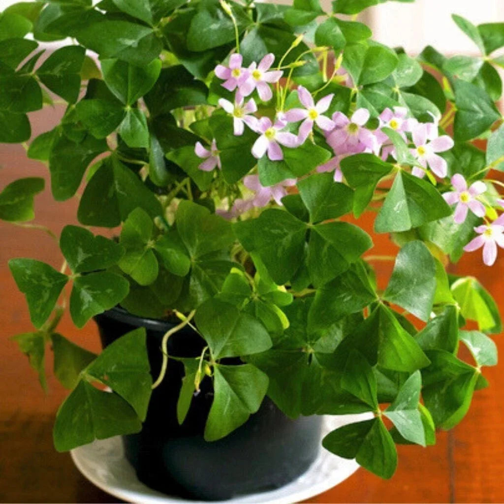 Green Shamrock Plant 4-Inch Pot Oxalis Triangularis Easy Care Indoor Houseplant