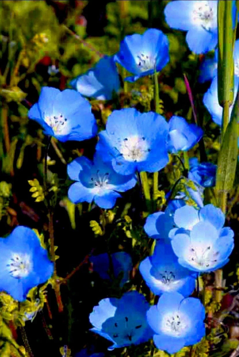 Baby Blue Eyes Flower Seeds - 100 Count, Drought Tolerant, Easy to Grow, Nemophila menziesii, Blue Blooms for Gardens & Containers