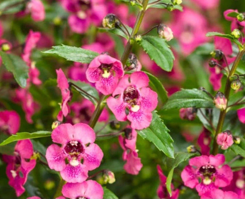 Angelonia Pink Archangel Bare Root Plant - Summer Perennial with Vibrant Pink Flowers