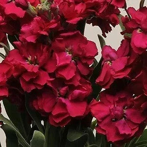 Stock Katz Ruby Seeds - Delphinium ajacis Variety for Vibrant Garden Blooms, 500 Seeds