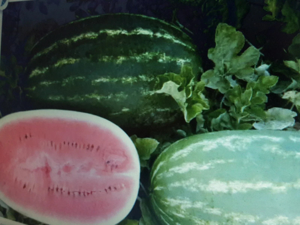 Large Watermelon Seeds - Non-Seedless Citrullus lanatus, 60 Count, Juicy & Sweet Fruit Seeds