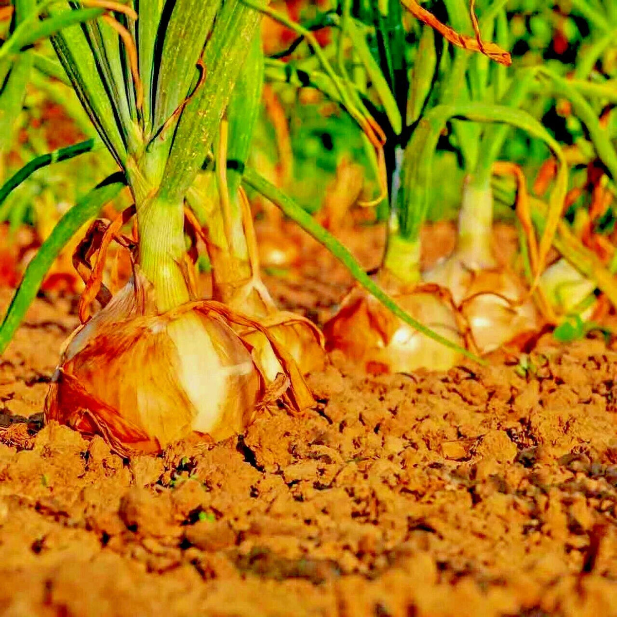 Yellow Sweet Spanish Onion Seeds - 401+ Organic Long Day Variety for Summer Gardens