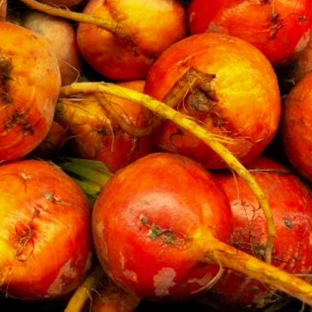Golden Detroit Beet Seeds - Heirloom Beta vulgaris, Non-GMO, Fresh Garden Seeds for Home Gardening