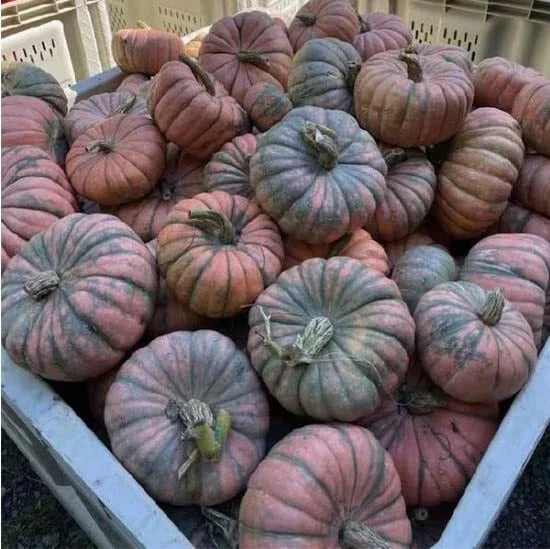 Speckled Hound Squash Seeds - 10 Seeds - Black Table Squash (Cucurbita pepo)