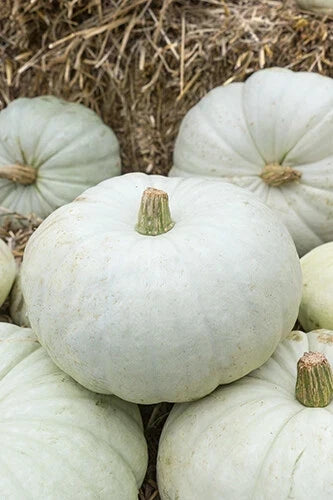 White Harvest Pumpkin Seeds – Cucurbita pepo, Organic, Non-GMO, for Planting, Fall Decor, Pies, Soup, Container Gardening, Pack of 25