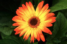 Sunburst Gerbera Daisy Seeds - 200+ Pack for Garden Planting - Bright Yellow Flowers - Gerbera jamesonii
