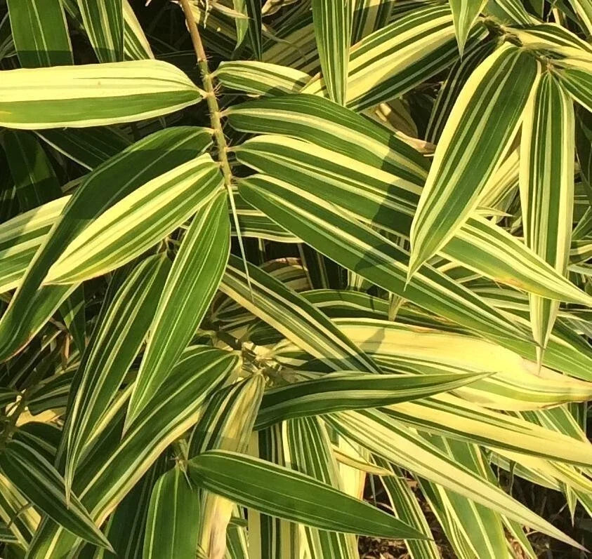 Japanese Bamboo Plant, Organic Variegated, Potted, Phyllostachys aureosulcata 'Shiroshima'