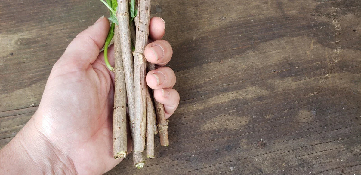 Epiphyllum Orchid Cactus Cutting 8-10 Inches, Vista Sun Variety, Exotic Houseplant, Succulent Propagation