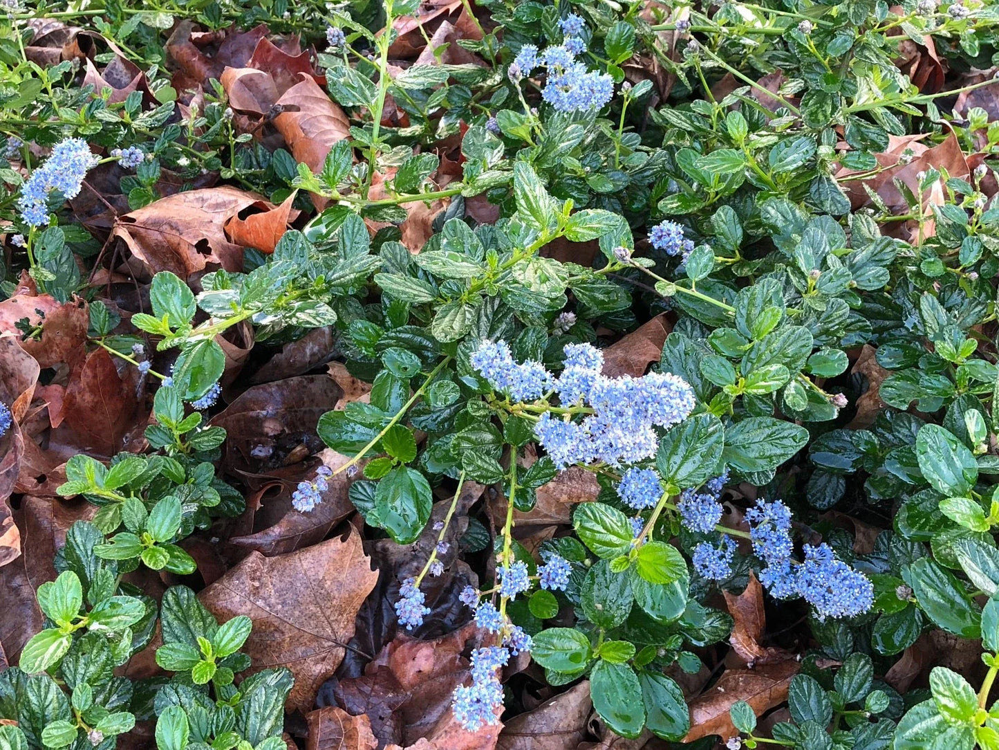 Organic Live Lilac Cuttings, California USA, Ceanothus Horizontalis, Fresh Garden Plants, Sustainable Gardening