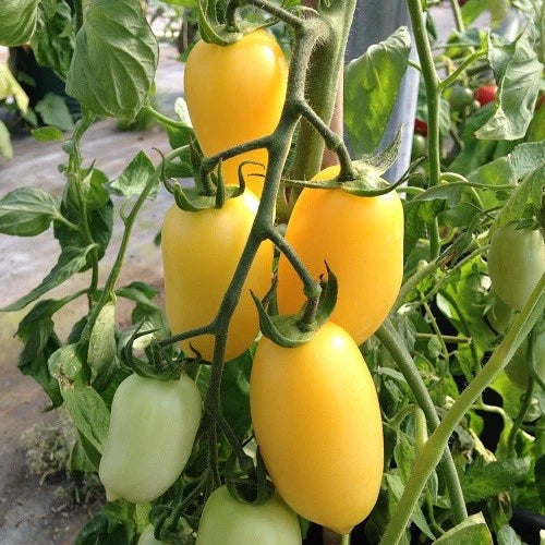 Cream Sausage Tomato Seeds - Organic Heirloom Non-GMO, 120+ Seeds, Rare Variety for Home Gardens, Sauce & Salad