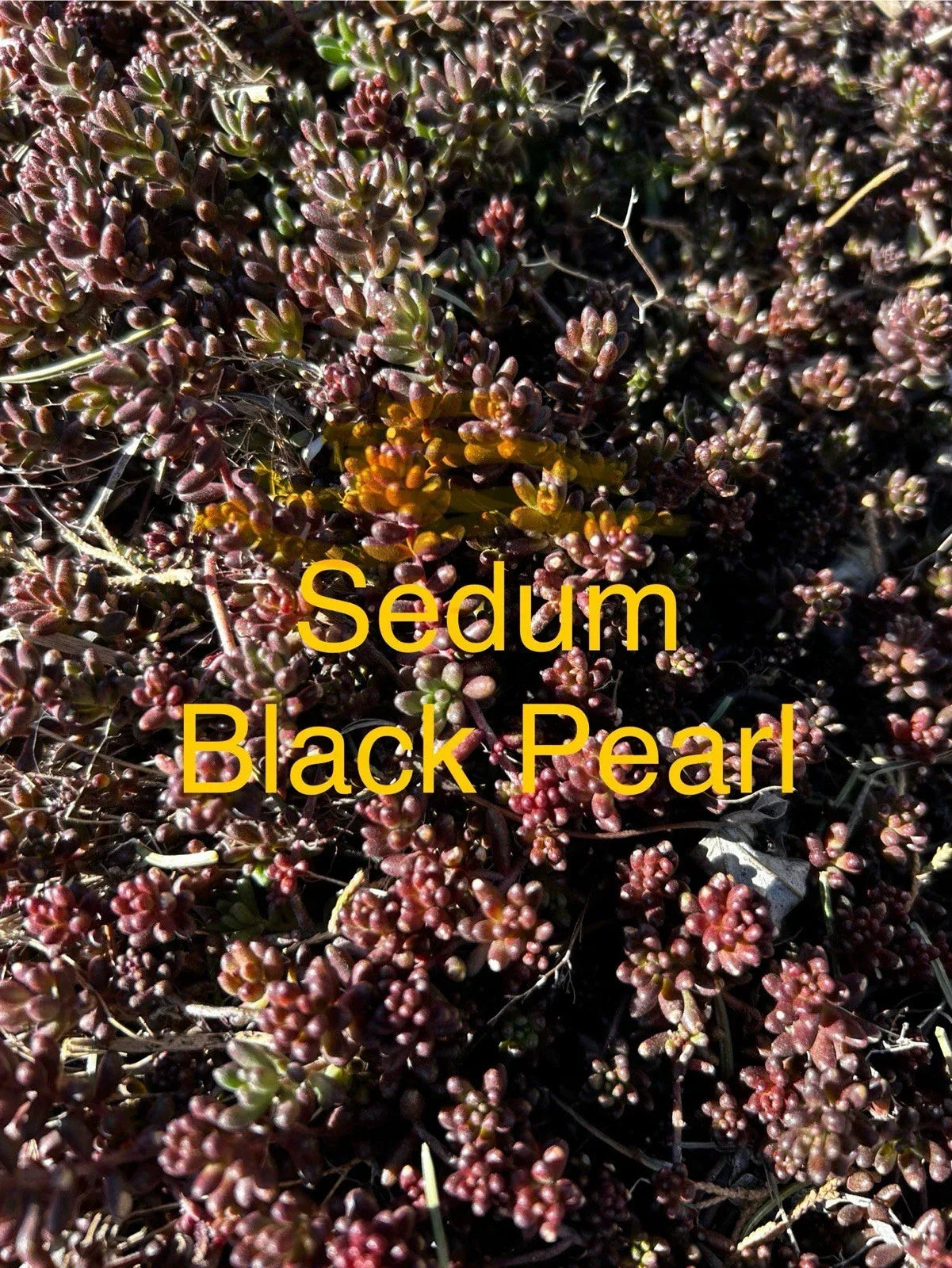 Sedum Black Pearl Ground Cover Plants - Hardy Succulent Perennial in 4" Pot, Zones 4-8