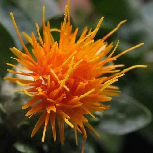 Safflower Seeds 300 ct - Yellow Orange Carthamus Tinctorius Garden Plant