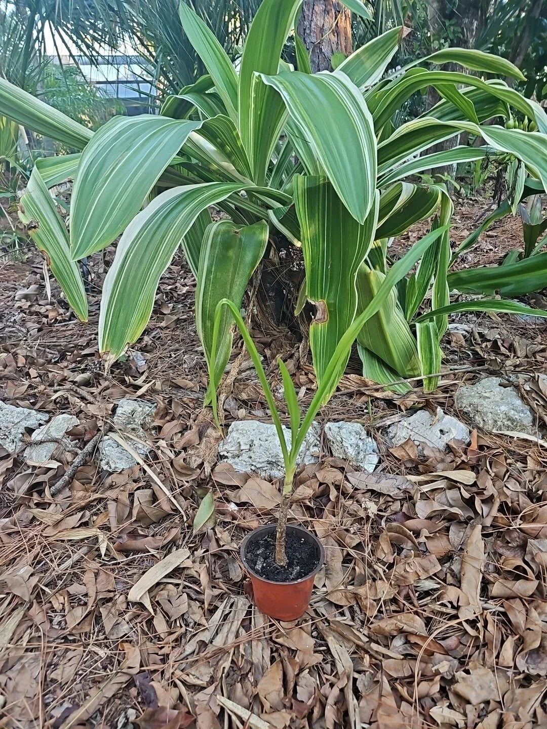 Crinum Lily Plant 4” Pot Colossal Giant White Spider Variegated Revert ...
