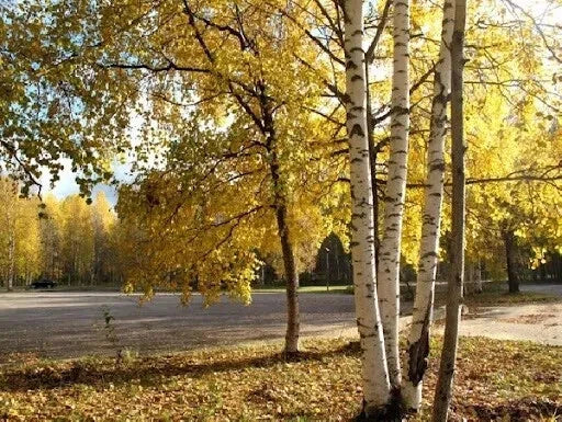 White Birch Tree Seeds 200 Betula papyrifera Autumn Yellow Foliage Deciduous Tree