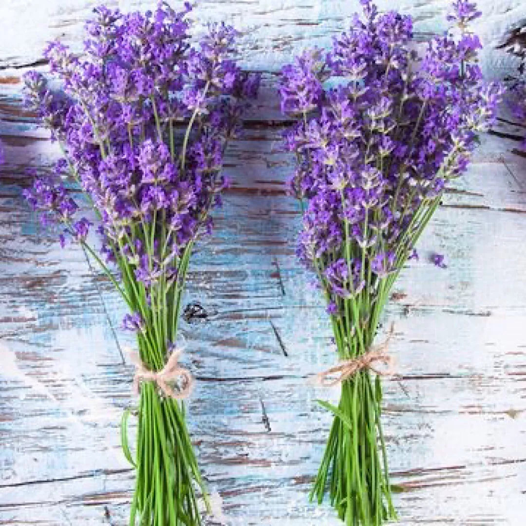 Lavender Seeds 600+ Non-GMO Perennial Lavandula angustifolia for Garden, Landscape & Pollinator Attraction
