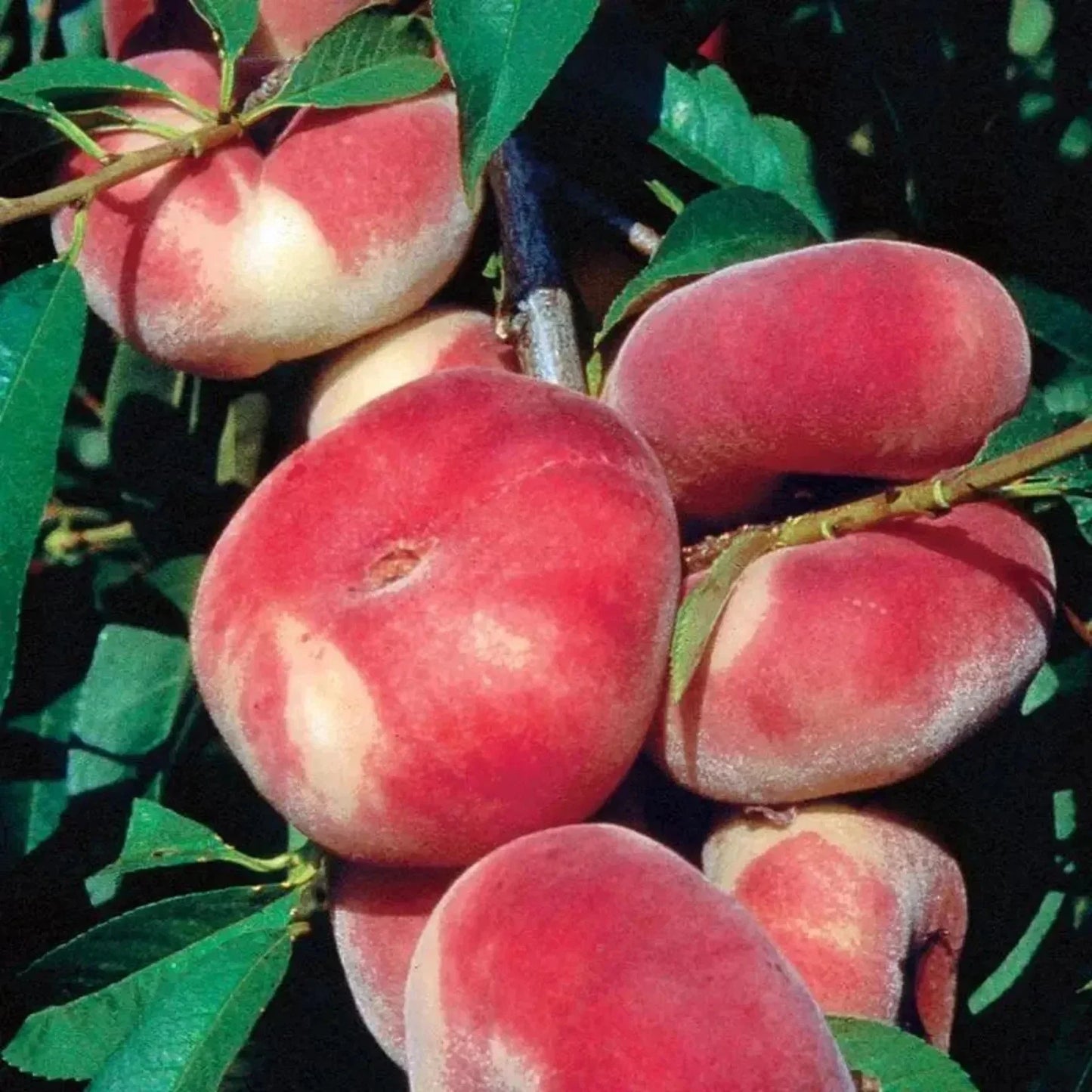 Rare Sweet Japanese Donut Peach Cuttings – 3 for Rooting or Grafting – Prunus persica var. platycarpa