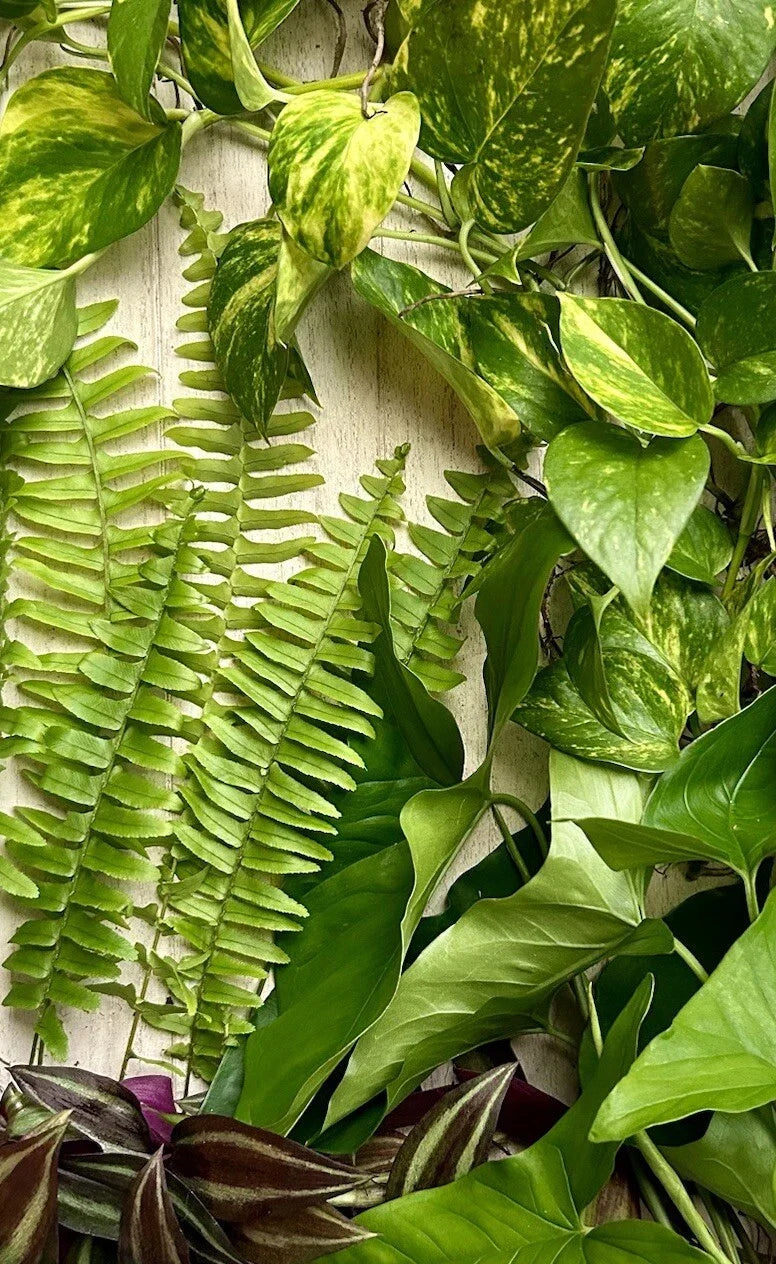 20 Live Rooted House Plant Cuttings Pack – Pothos, Wandering Jew, Arrowhead Vine, Ferns – Easy Care Indoor Plants