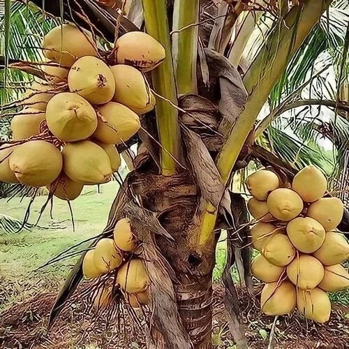 Sprouted Yellow Dwarf Coconut Tree Live Plant, Costa Rican Cocos nucifera, Indoor Tropical Plant, Compact Exotic Tree