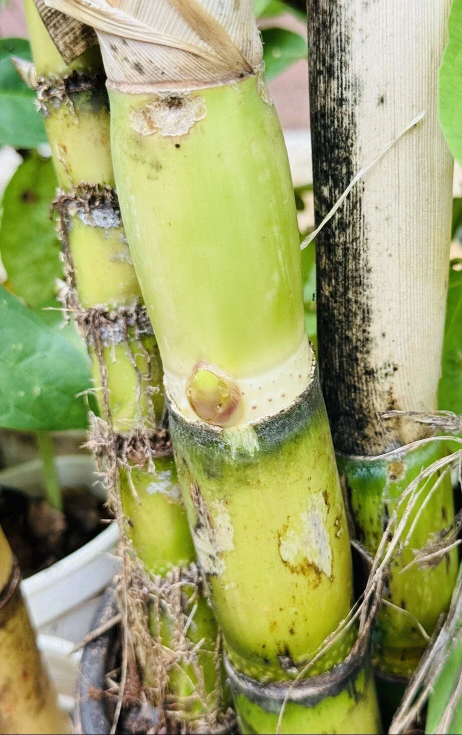 Green Sugarcane Live Plant - 4 PCS Cuttings, Saccharum officinarum, Juicy, Sweet, Ready to Plant for Home Garden & Landscaping