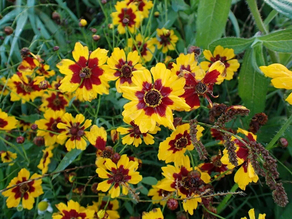 Coreopsis Seeds - Plains Variety - Bulk Pack - Non-GMO, Open-Pollinated - Attracts Pollinators - Coreopsis tinctoria