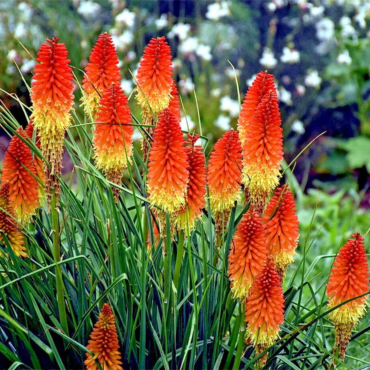 Dwarf Torch Lily Seeds 20 Pack Kniphofia hirsuta Hardy Perennial Flower for Garden, Drought-Resistant, Pollinator Attracting