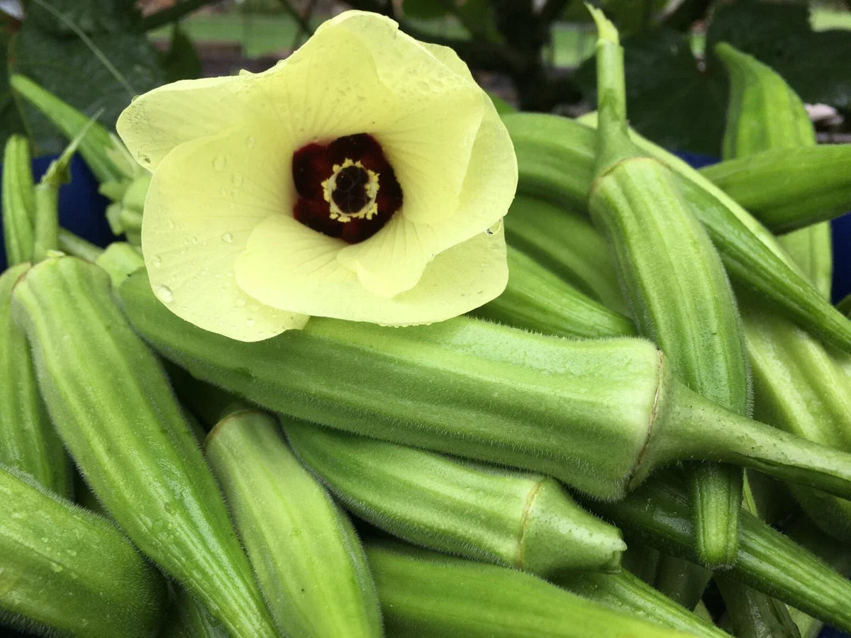 Clemson Spineless Okra Seeds - Non-GMO Heirloom Vegetable Seeds for Planting - Abelmoschus esculentus