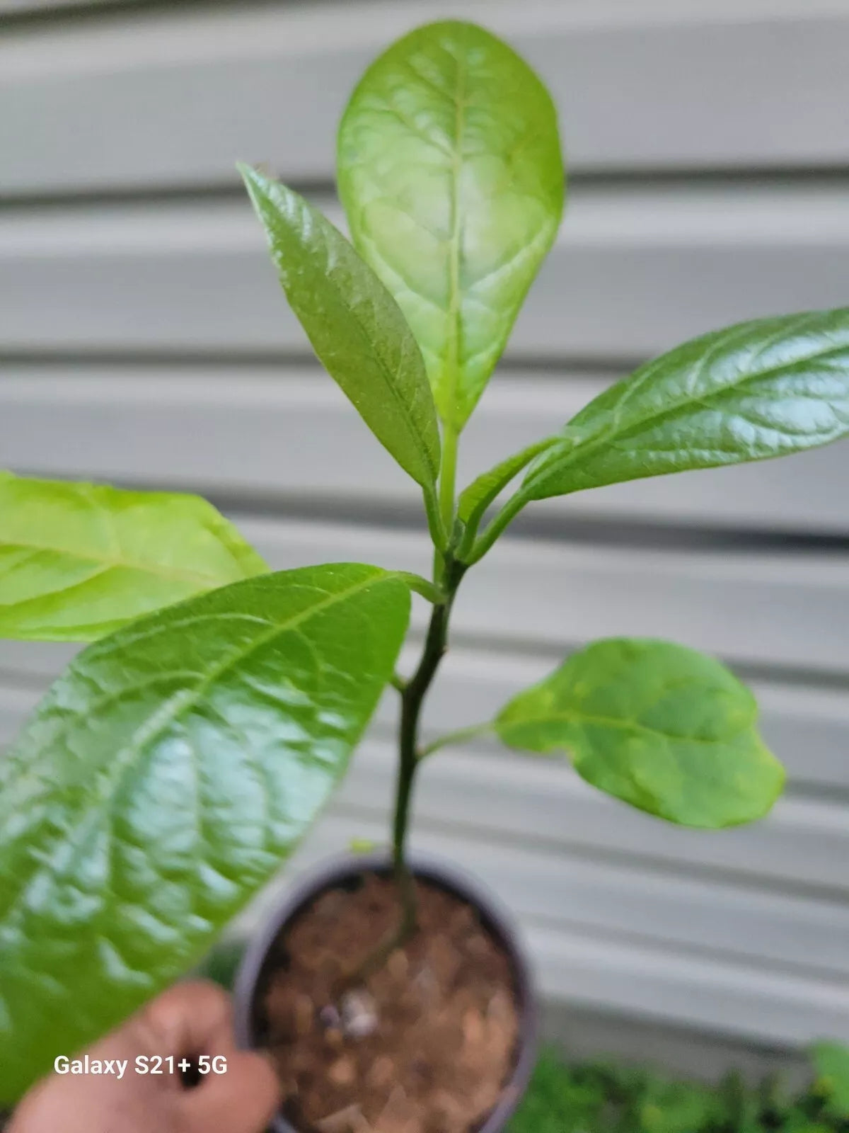 Hass Avocado Tree Seedling - 6-12 Inches Tall - Persea americana - Indoor Outdoor Plant