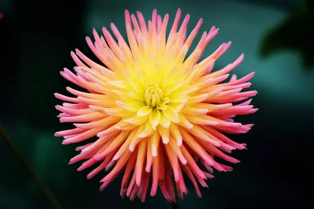Cactus Dahlia Seeds - 50+ Mixed Color - USA Grown - Dahlia pinnata