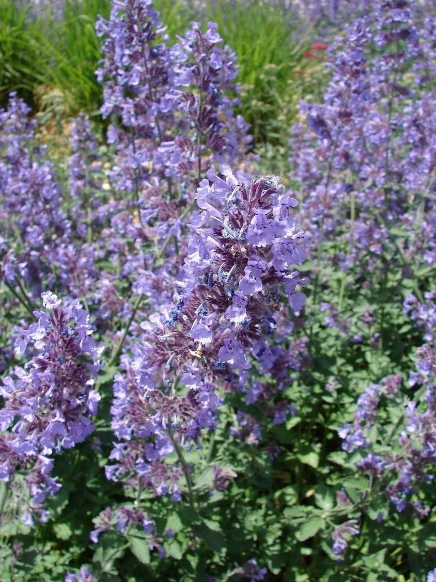 Catnip Seeds - Nepeta Cataria - NON-GMO, Full Sun, Easy to Grow, Garden or Pot Plant, Multiple Sizes