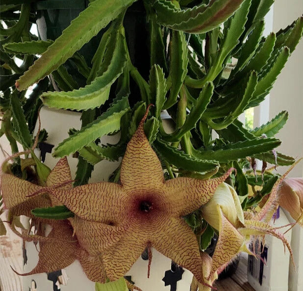 Stapelia Gigantea Cuttings - Starfish Carrion Plant Succulent with 12-Inch Flowers - Indoor Garden Decor - Easy Propagation
