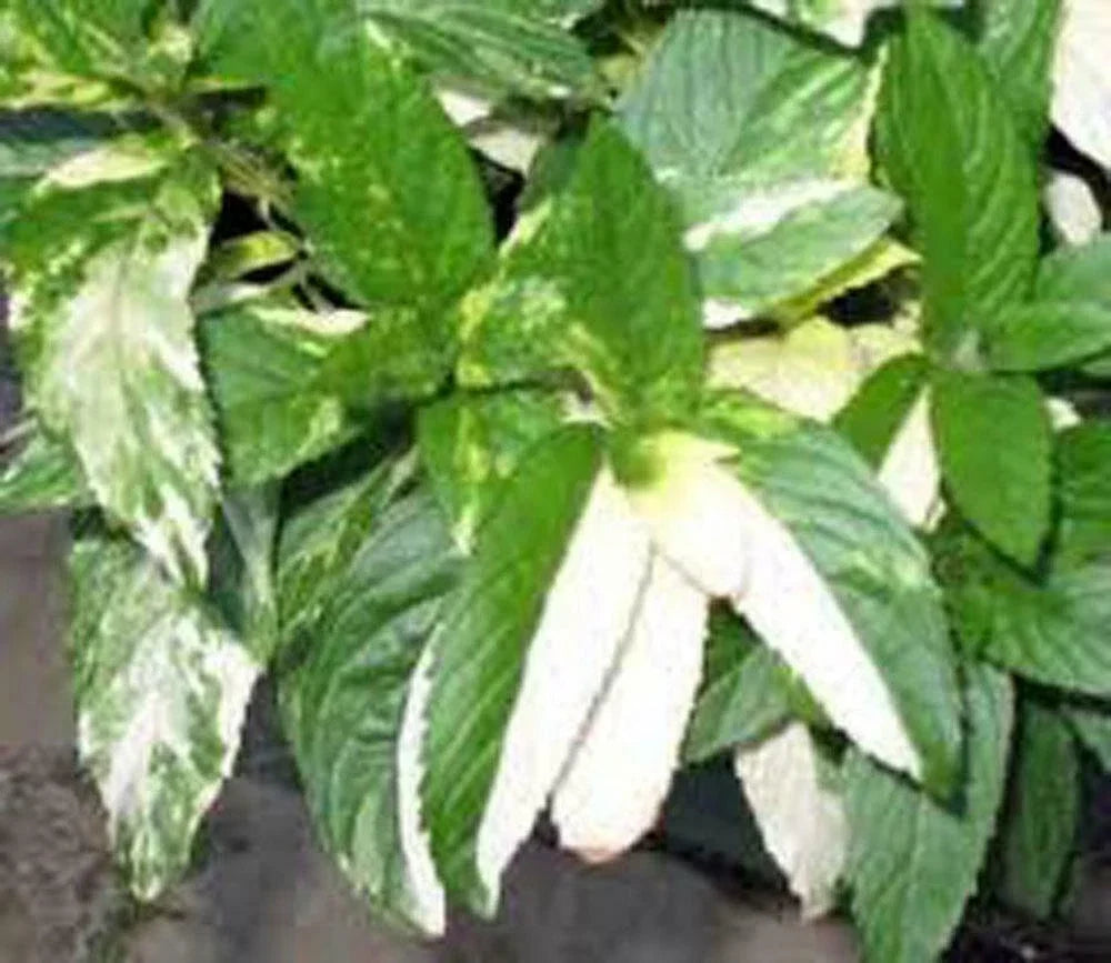 Peppermint Seeds Pack | Over 500 Non-GMO Heirloom Mentha × piperita Herb Seeds
