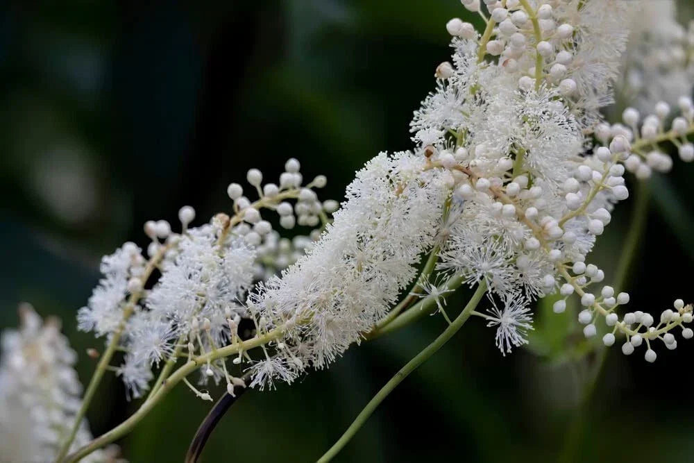 Black Snakeroot Seeds - 15 Pack - Rare Cimicifuga racemosa for Shade Gardens