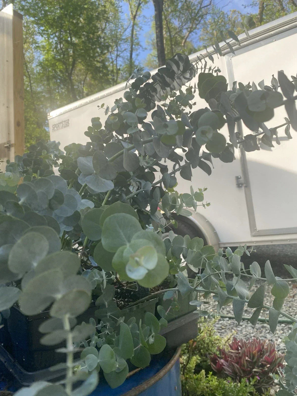30” Silver Dollar Eucalyptus Live Plant in 5” Pot - Eucalyptus cinerea, Fragrant Foliage