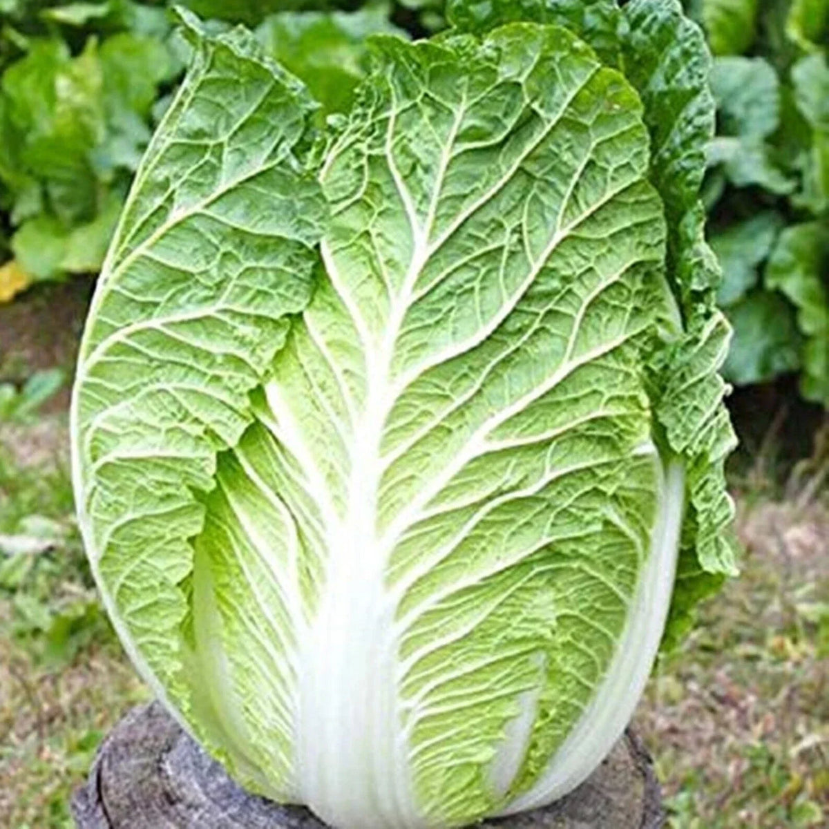 Kyoto No 3 Japanese Napa Cabbage Seeds - Over 1200 Non-GMO Brassica rapa subsp. pekinensis Seeds for Home Garden & Culinary Use