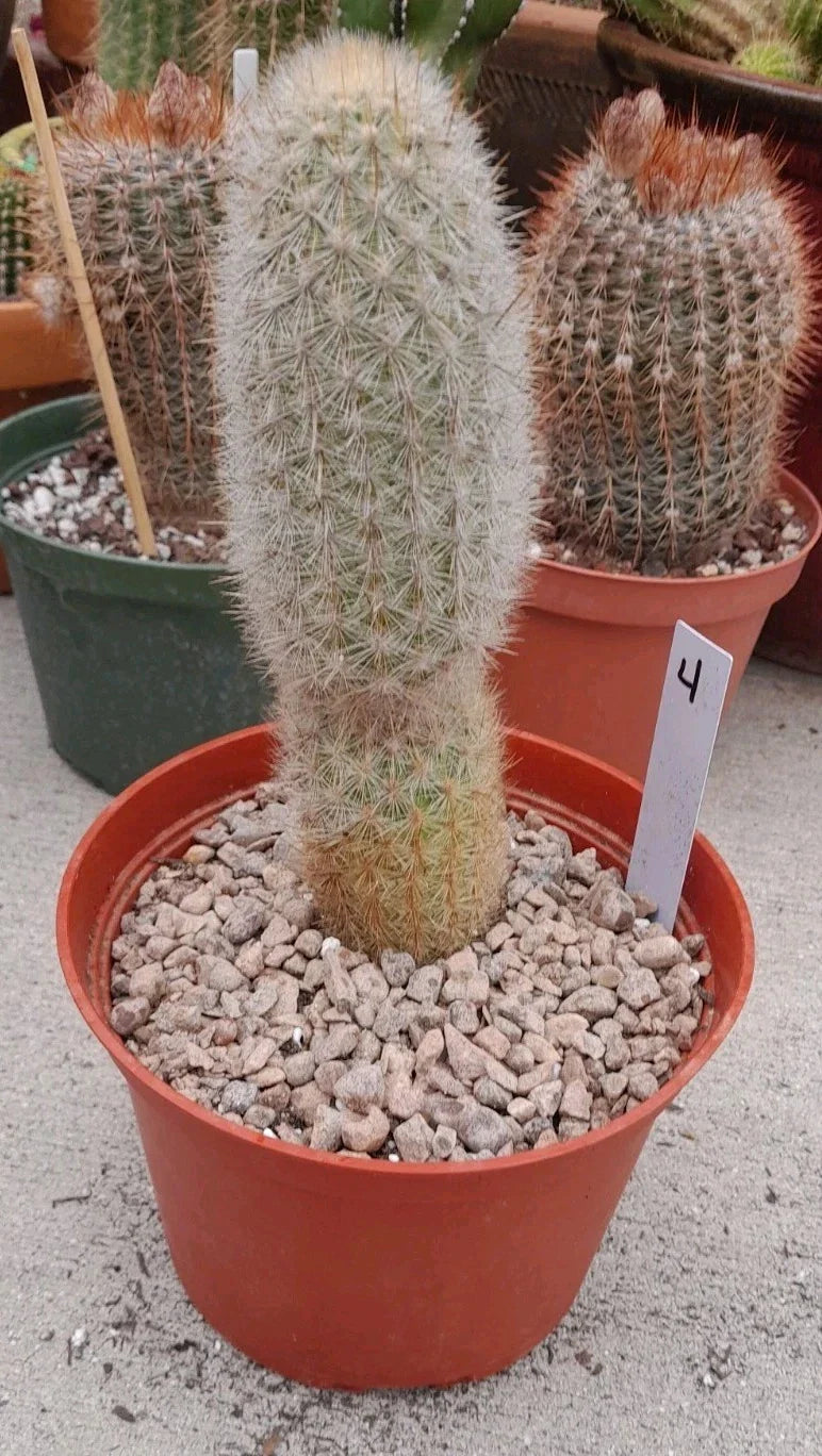 Haageocereus Pseudomelanostele Auriespinus Cactus - 7-8" Bareroot Unique Spines Rare Succulent Plant