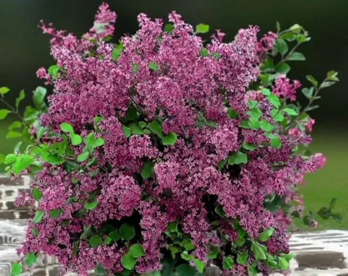 Red Pixie Lilac Live Plant 6+ Inches - Syringa pubescens subsp. julianae - Bare Root Dwarf Shrub with Aromatic Red-Pink Blooms