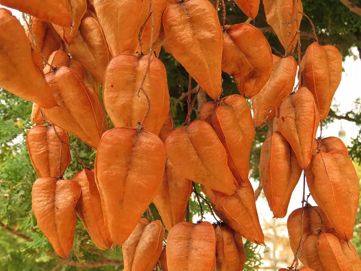 Chinese Golden Rain Tree Seeds - 6 Pack | Koelreuteria bipinnata Ornamental Tree