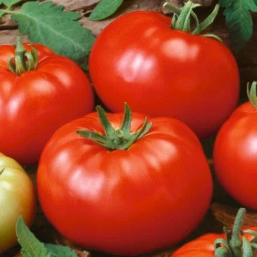 Beefsteak Tomato Seeds – Heirloom Non-GMO Organic Vegetable Seeds – Solanum lycopersicum, Large Juicy Tomatoes, Easy to Grow
