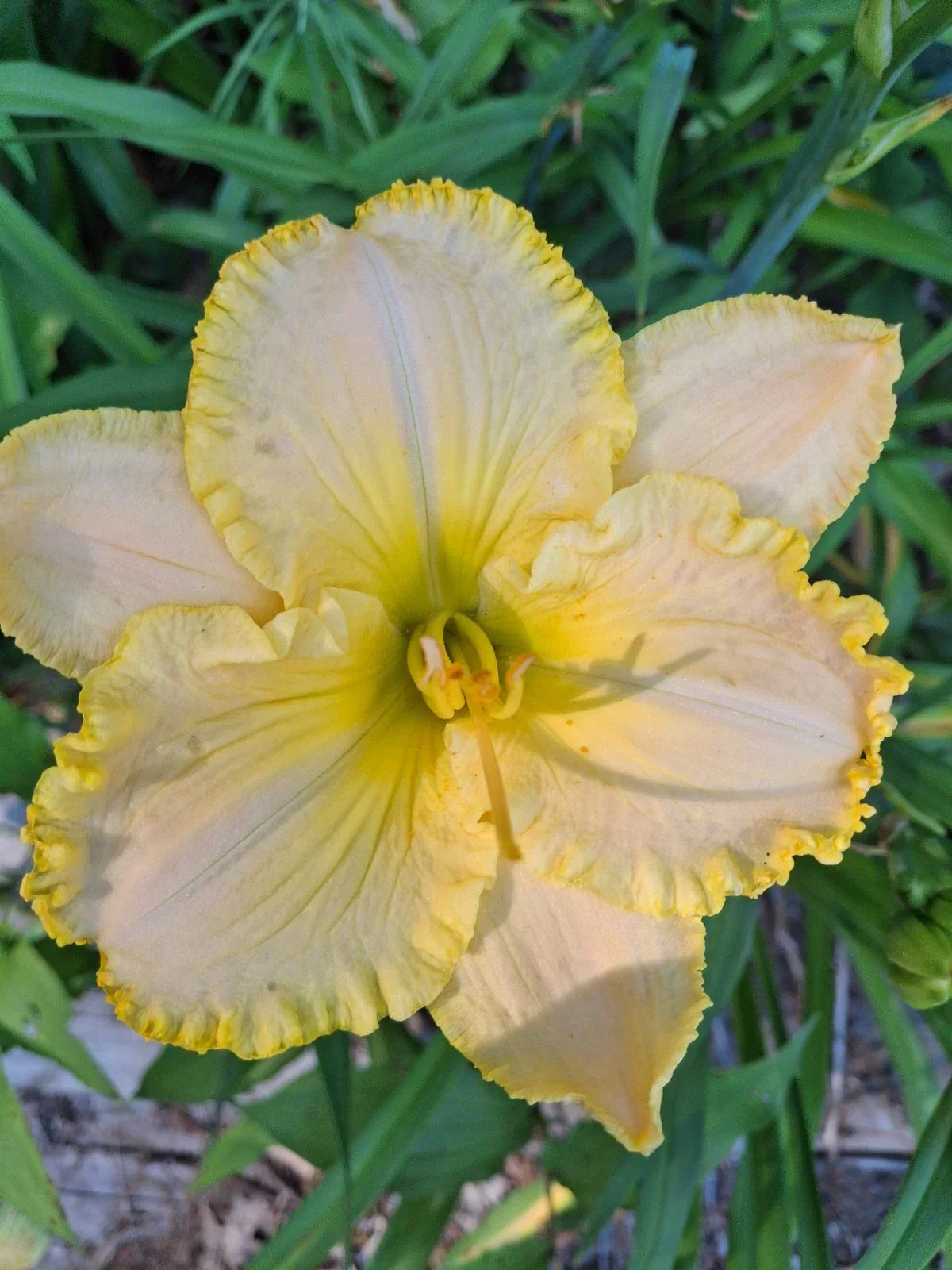 Hemerocallis 'Eloquent Silence' Daylily Bareroot - Perennial Flowering Plant with Mature Eye