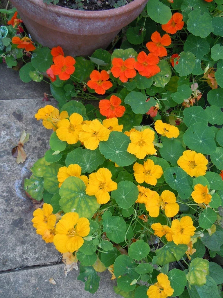 Nasturtium Seeds - Jewel Mix Edible Flowers - Tropaeolum majus - 30 Seeds for Pollinator Gardens & Edible Garnishes