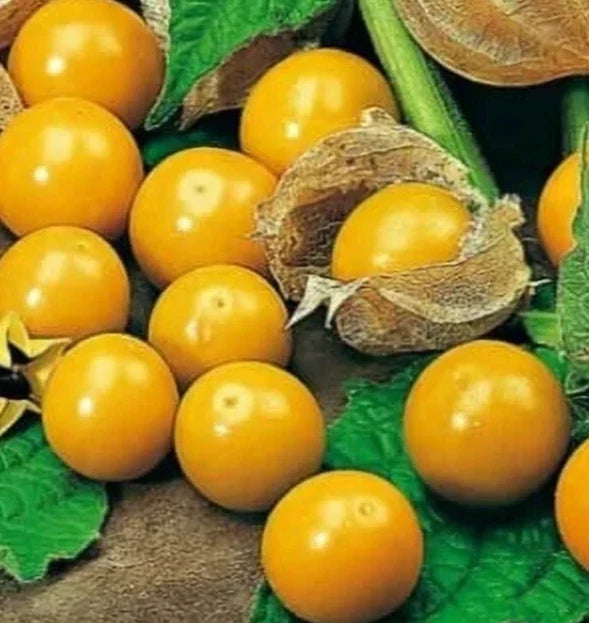 Pineapple Tomatillo Seeds 50+ Pack, Organic Physalis ixocarpa, Heirloom Vegetable, Garden Seeds for Salsas & Sauces