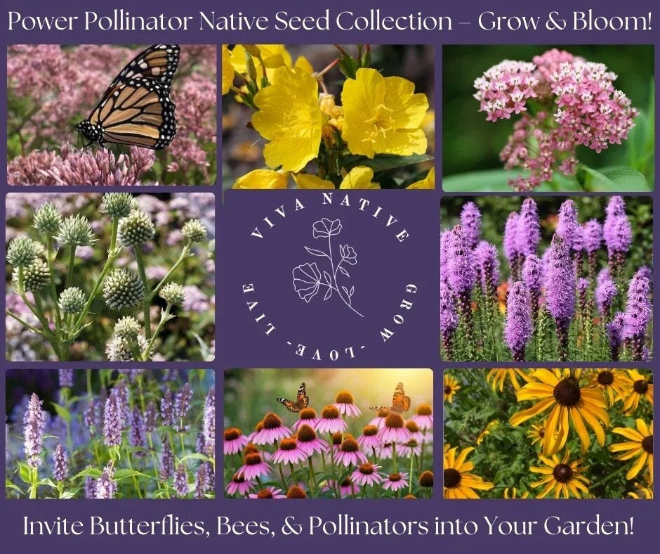 Butterfly Native Garden Seed Collection - 8 Perennial Wildflower Seeds for Pollinators - Attract Butterflies & Bees