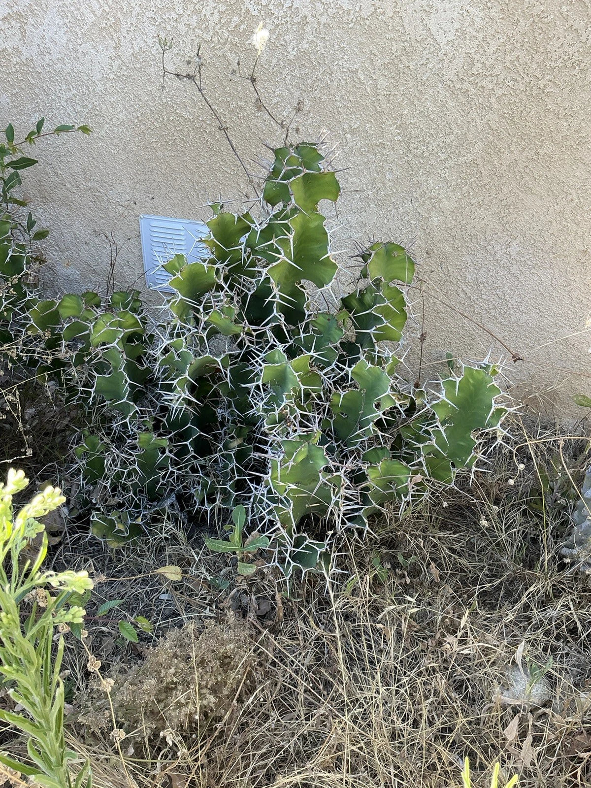 Euphorbia pseudocactus Zig Zag Cactus Succulent Cuttings – Lot of 2, 12" Long, Easy Propagation, Indoor/Outdoor, Non-Toxic