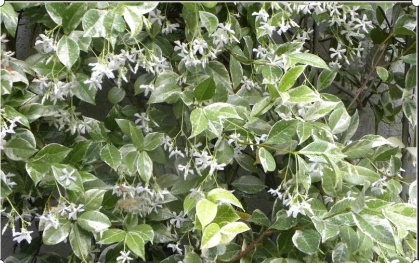 Variegated Confederate Jasmine Starter Plant - Trachelospermum jasminoides - Rooted Climbing Vine for Garden & Indoor Use