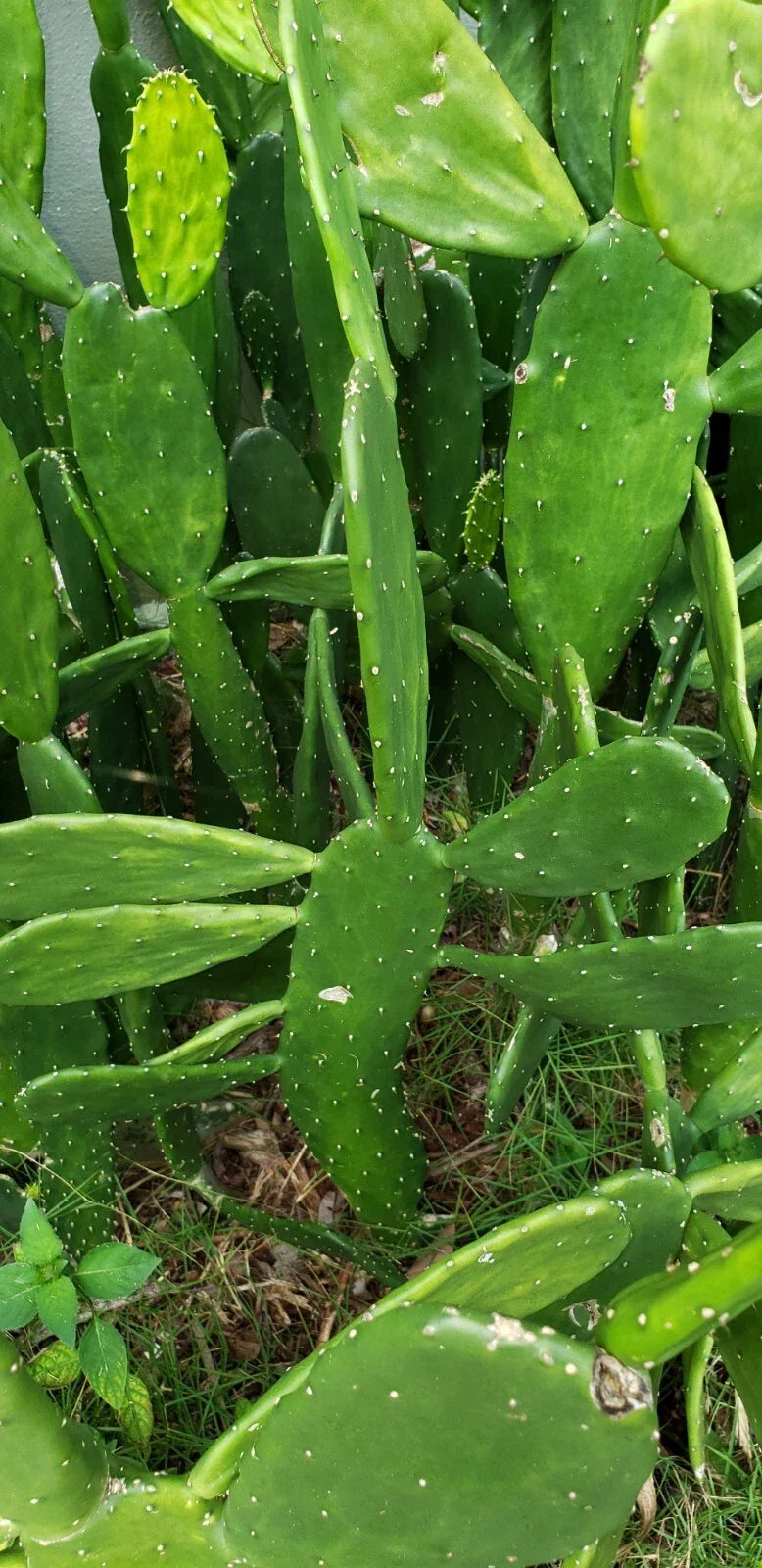 15+ Fresh Opuntia Nopal Cactus Pads – Edible Superfood for Tortoises, Reptiles & Human Nutrition