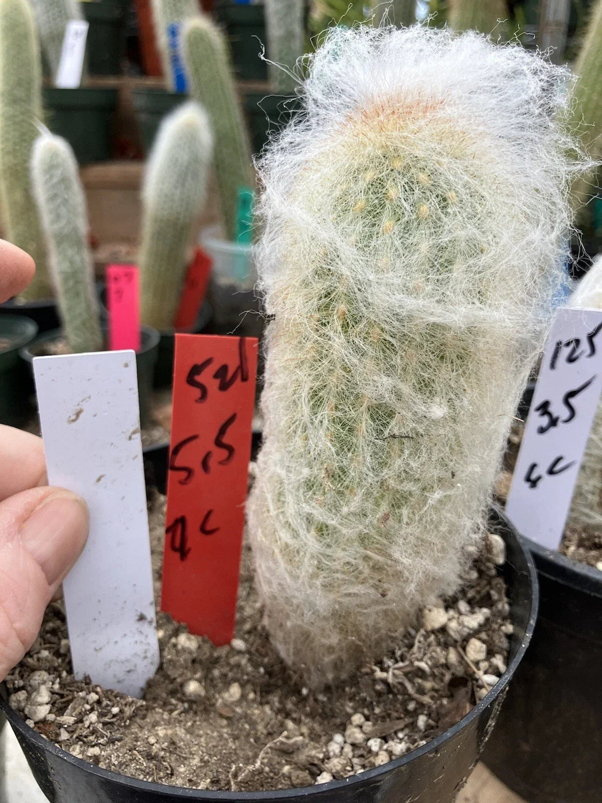 Espostoa lanata Old Man of the Mountain Cactus 5.5" Pot, White Hair Cover, Unique Desert Plant for Collectors
